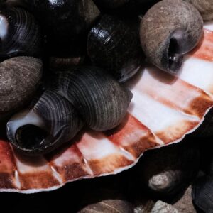 Photo des bigorneaux de la boutique Perlostrea à Toulouse