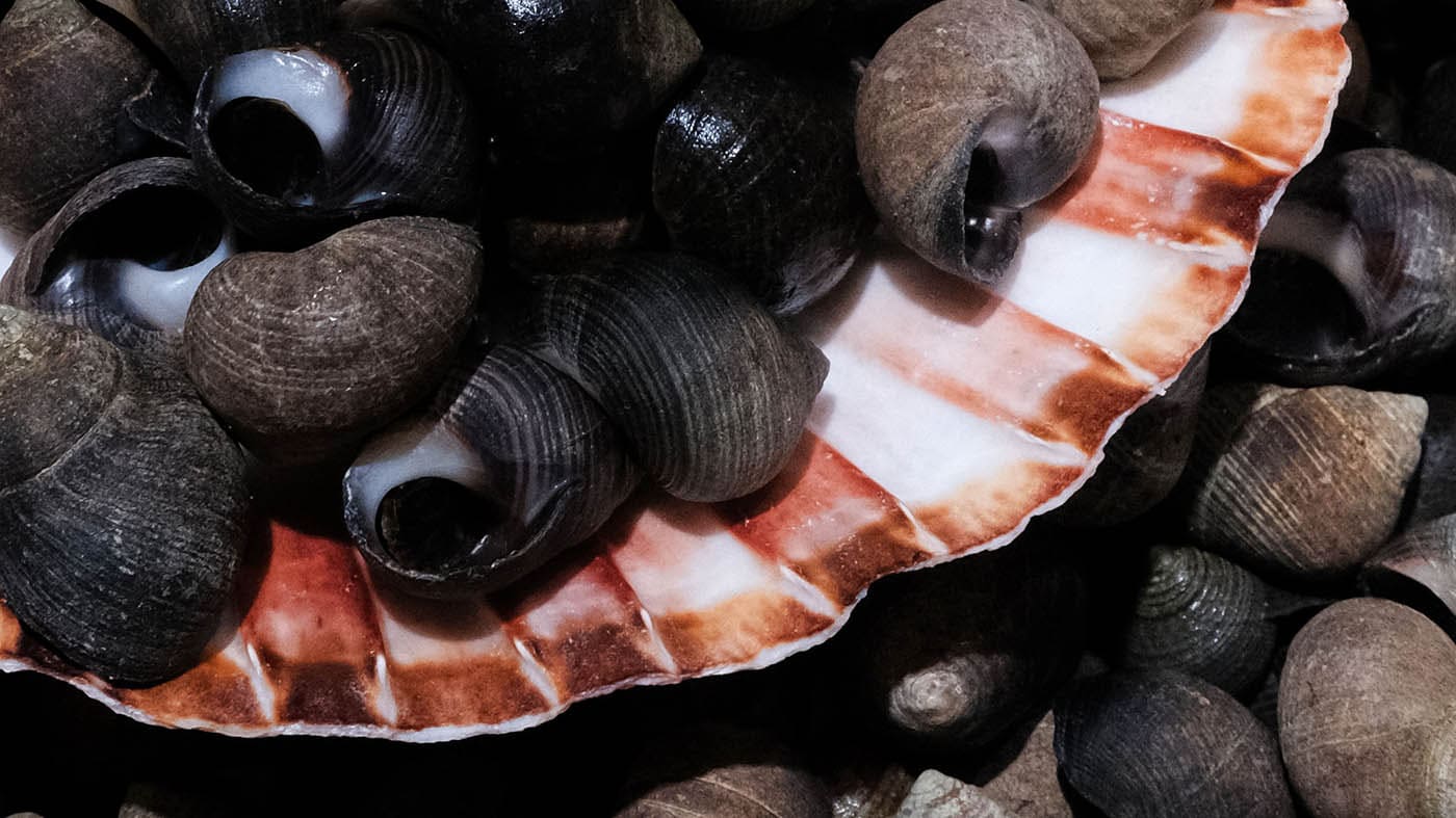 Photo des bigorneaux de la boutique Perlostrea à Toulouse