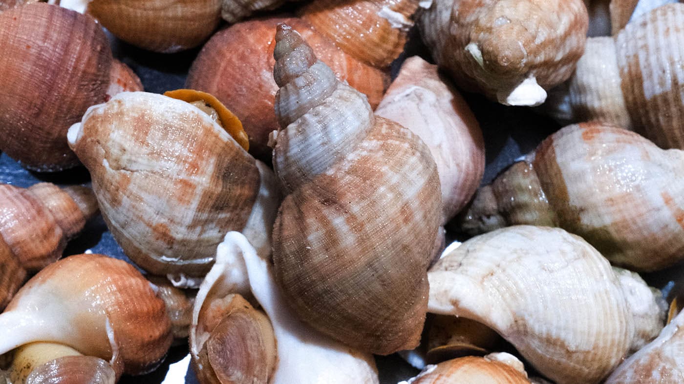 Photo des bulots de la boutique Perlostrea à Toulouse