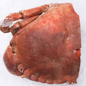Photo d'une pince de crabe de la boutique Perlostrea à Toulouse