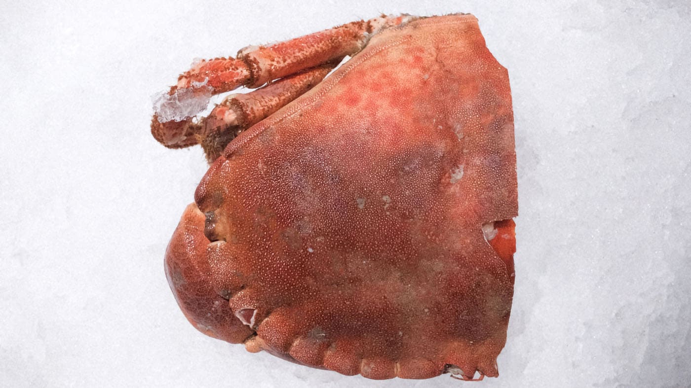 Photo d'une pince de crabe de la boutique Perlostrea à Toulouse