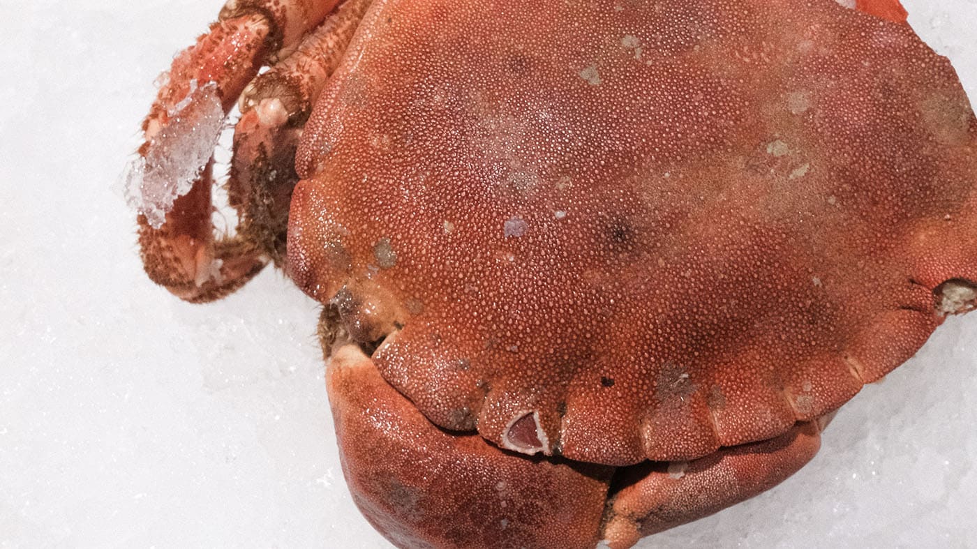 Gros plan d'une pince de crabe de la boutique Perlostrea à Toulouse