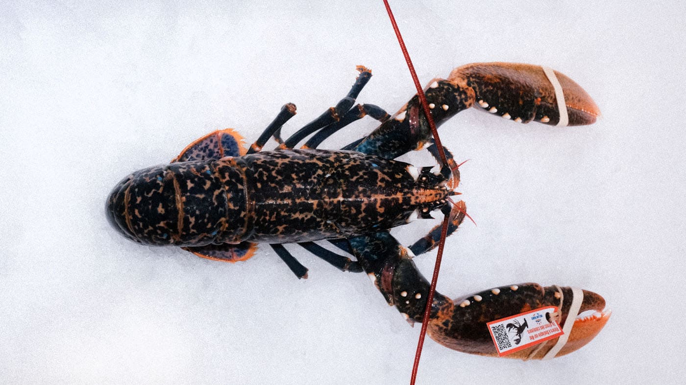 Photo d'un homard de la boutique Perlostrea à Toulouse