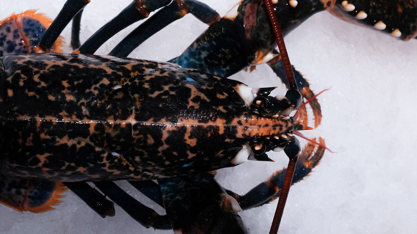 Photo d'un homard de la boutique Perlostrea à Toulouse