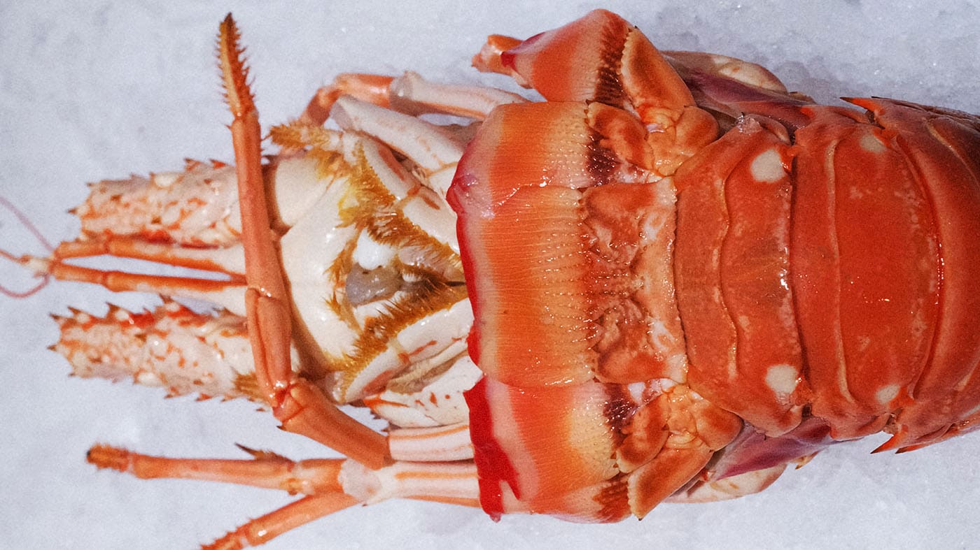 Photo d'une langouste de la boutique Perlostrea à Toulouse