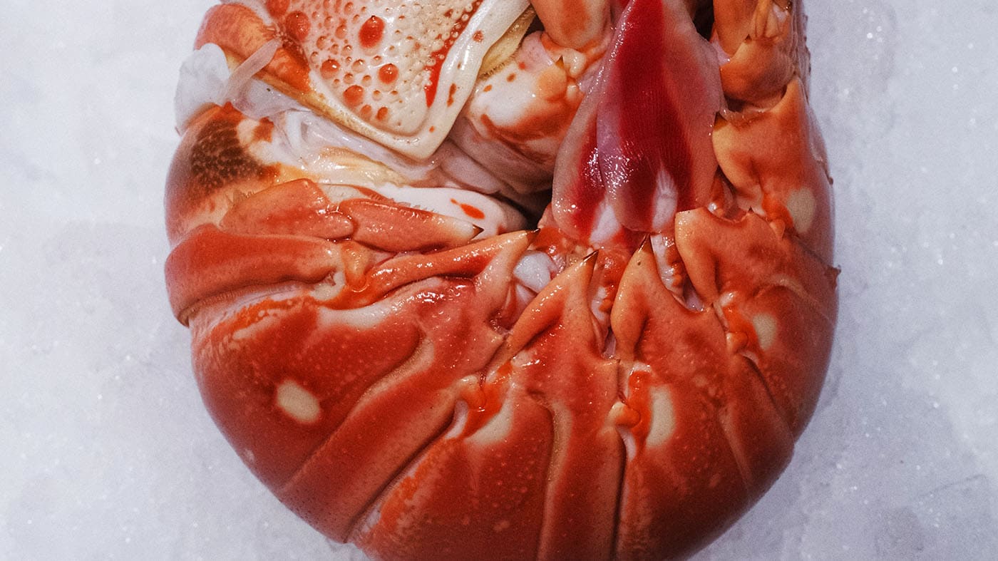 Photo d'une langouste de la boutique Perlostrea à Toulouse