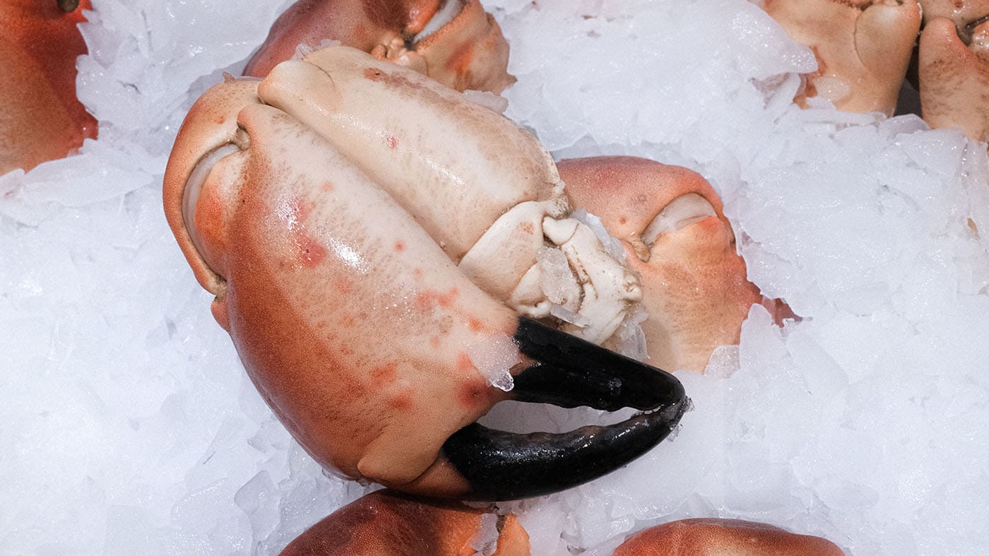 Photo d'une pince de crabe de la boutique Perlostrea à Toulouse