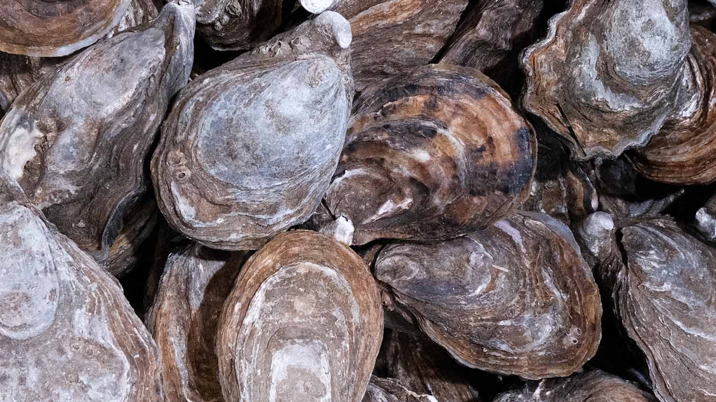 Photo des huîtres l'étoile de la boutique Perlostrea à Toulouse